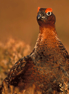 <red grouse feathers>