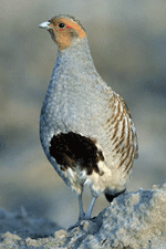 hungarian partridge male feathers