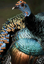 <Ocelated turkey feathers>