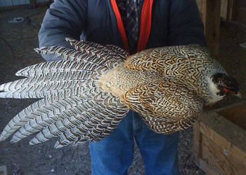 Lewis Silver Pheasant