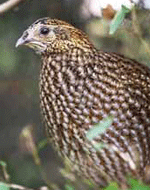 <tragopan feathers>