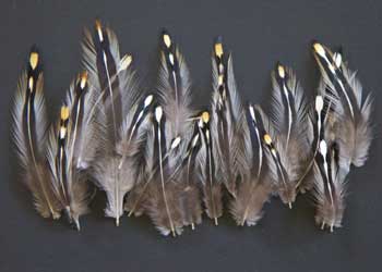 Six 4.5 to 7 Nicobar Pigeon Fly Tying Feathers Lot-SF-303