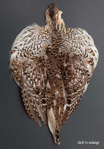 Sharp-tailed Grouse