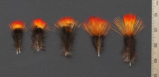 Red Ruffed Fruitcrow Feathers | Indian Crow Feathes | Atlantic Salmon ...