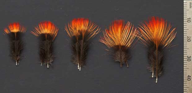 Red Ruffed Fruitcrow Feathers | Indian Crow Feathes | Atlantic Salmon ...