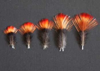 Red Ruffed Fruitcrow Feathers | Indian Crow Feathes | Atlantic Salmon ...