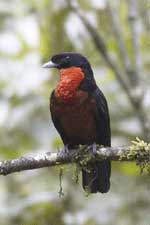 Red Ruffed Fruitcrow Feathers | Indian Crow Feathes | Atlantic Salmon ...