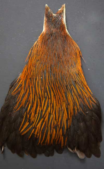 Купить WHITING METZ ROOSTER SADDLE HACKLE TYING FEATHERS ASST
