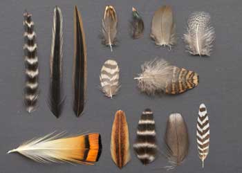 Dry Fly Feather Bundles