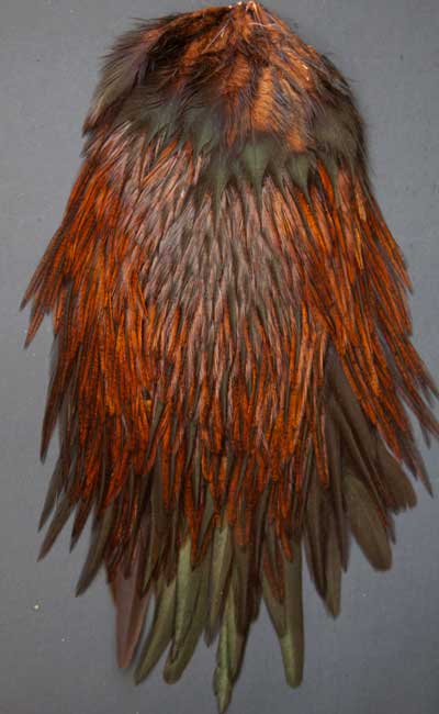 Indian Cock Neck