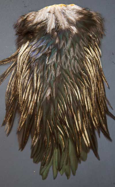 Indian Cock Neck