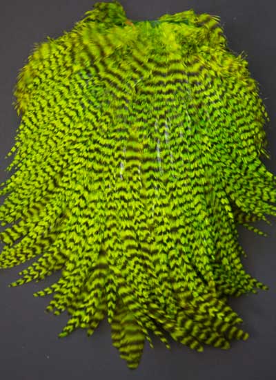 Indian Cock Neck