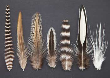 Whiting Hen Capes, Soft Hackle Hen Capes