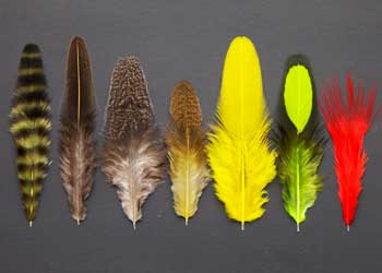 Understanding Whiting Fly Tying Feathers - Capes/Saddles and Hens