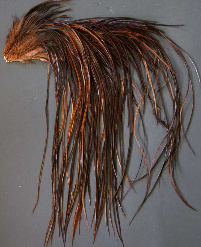 Indian Cock Neck