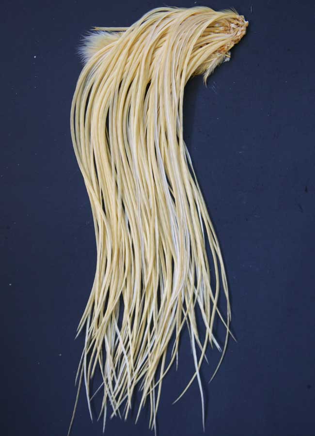 Indian Cock Neck