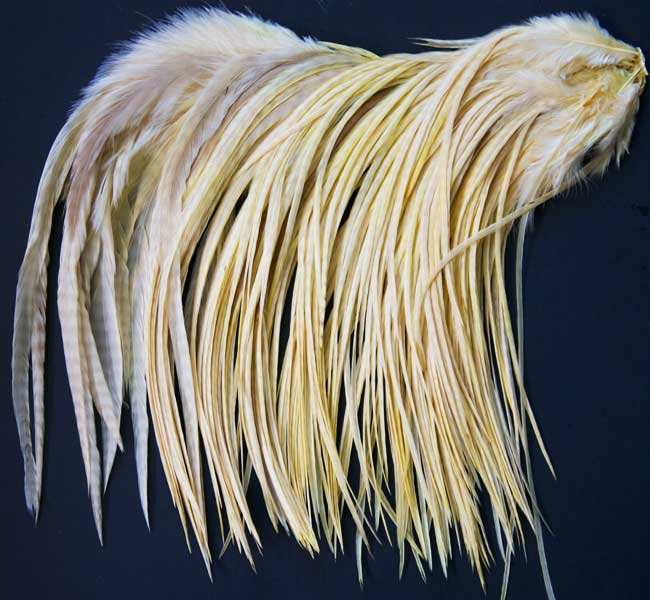 Indian Cock Neck
