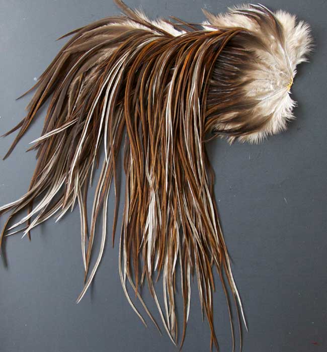 Indian Cock Neck