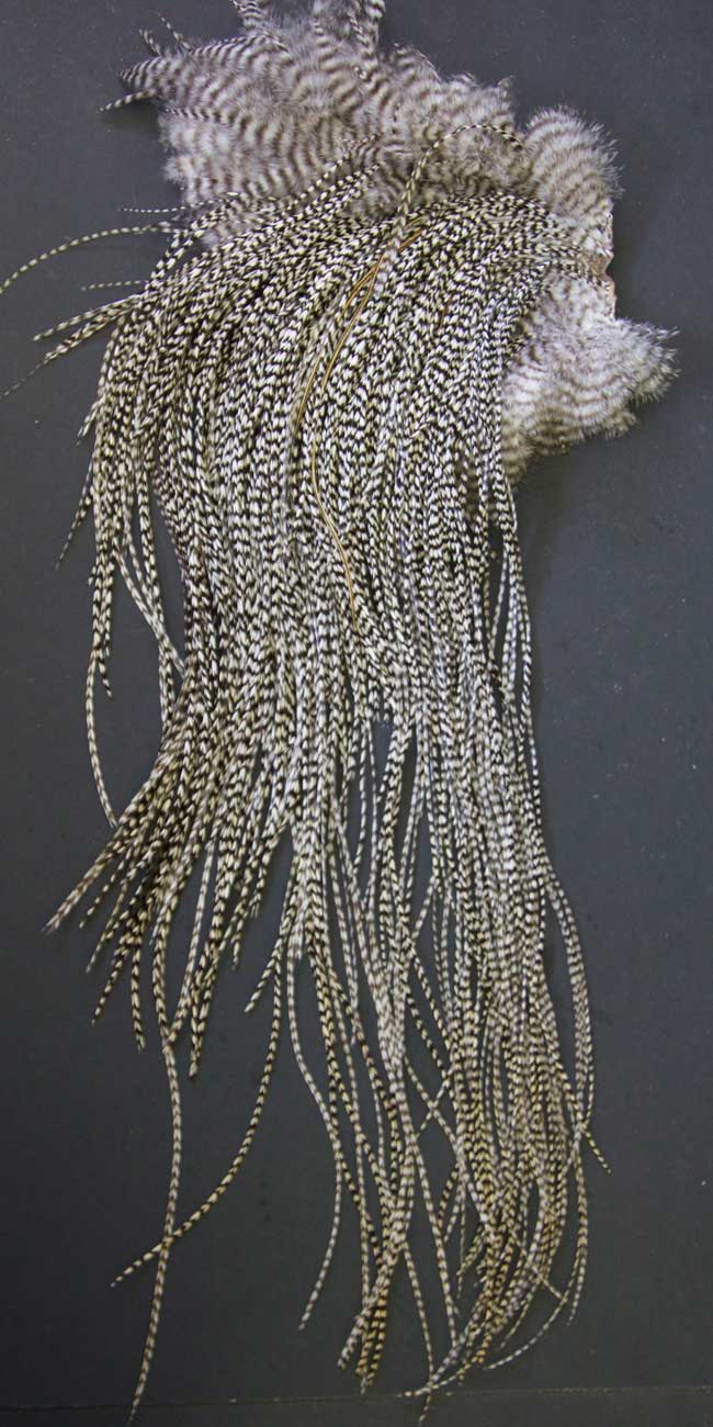Indian Cock Neck