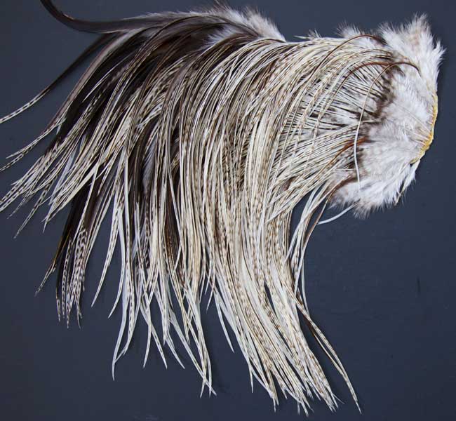 Indian Cock Neck
