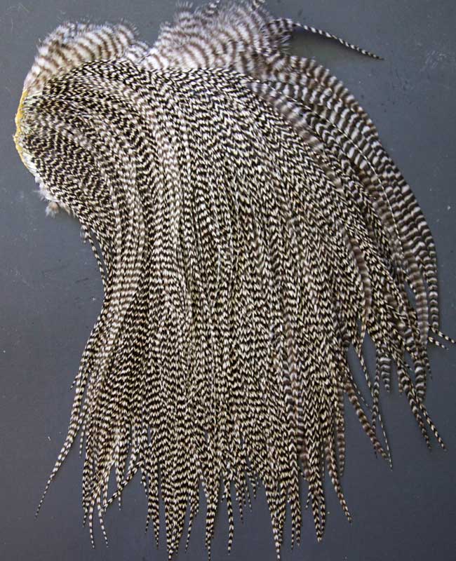 Indian Cock Neck