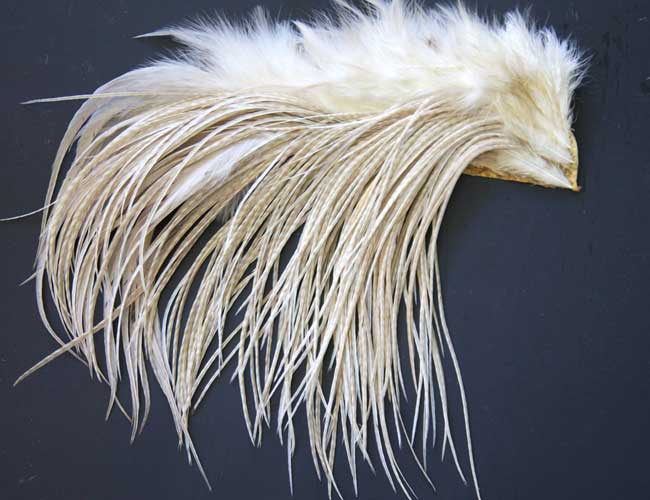 Indian Cock Neck
