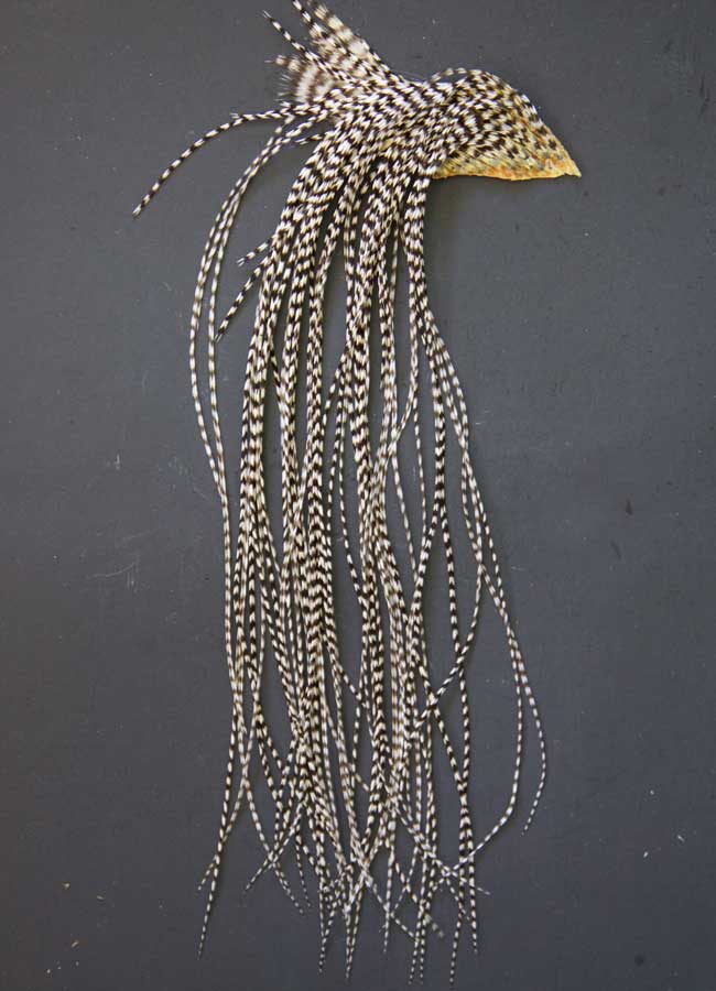 Indian Cock Neck