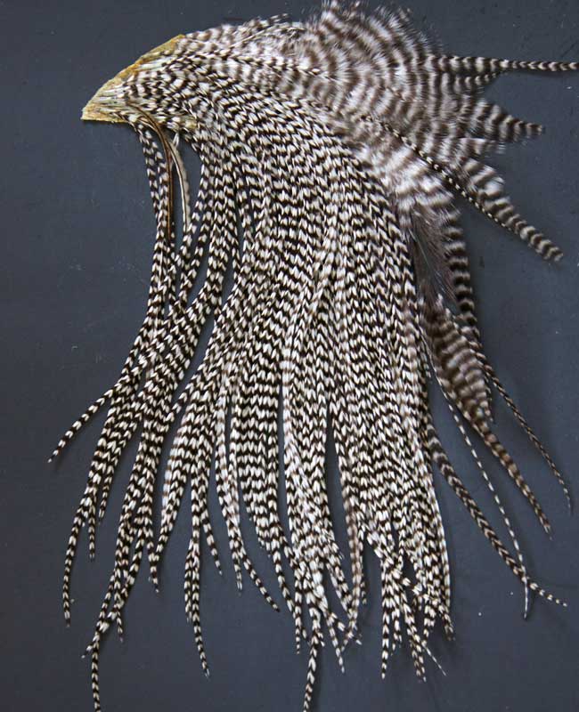 Indian Cock Neck