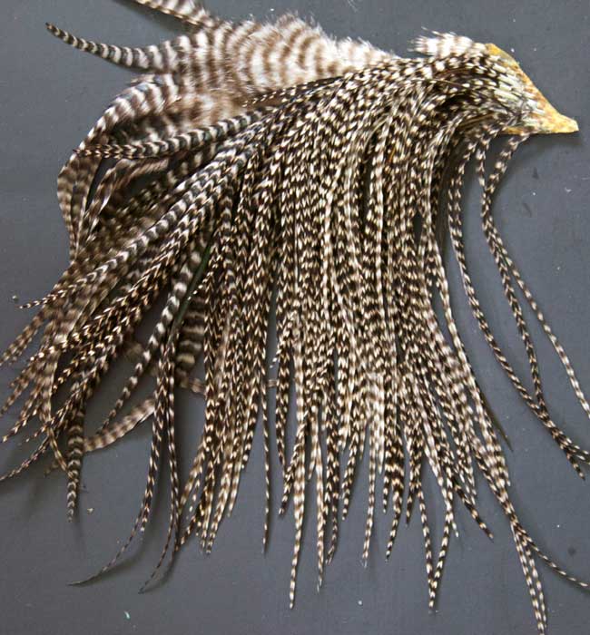 Indian Cock Neck