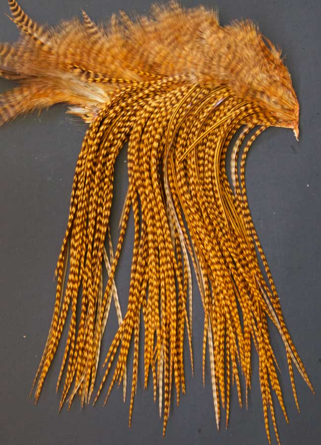 Indian Cock Neck