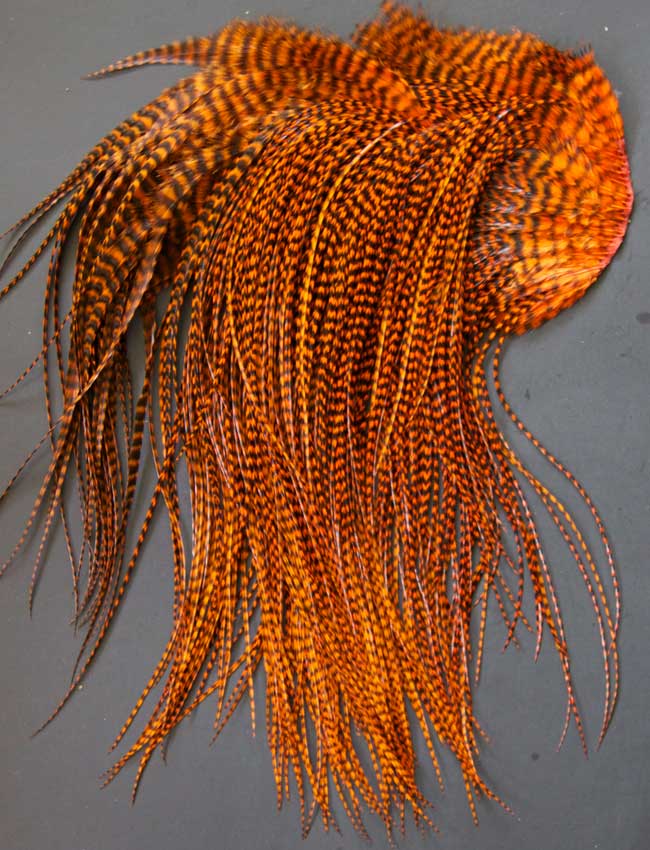 Indian Cock Neck
