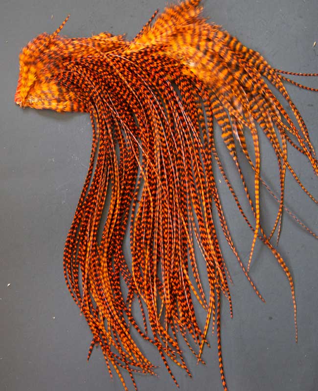 Indian Cock Neck