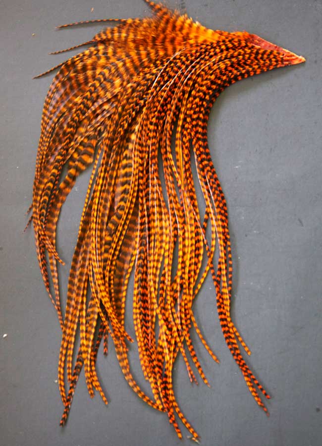 Indian Cock Neck