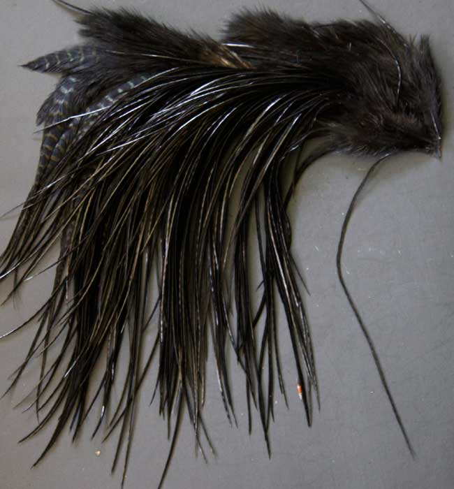 Indian Cock Neck