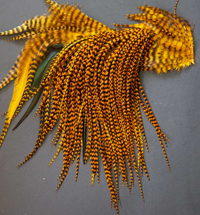 Indian Cock Neck