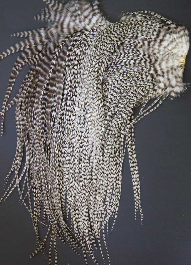 Indian Cock Neck