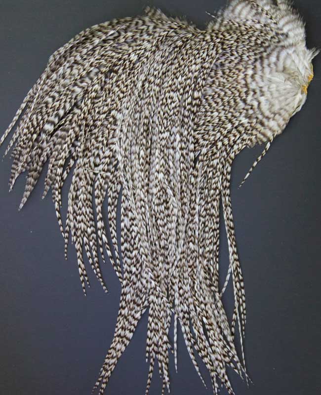 Indian Cock Neck
