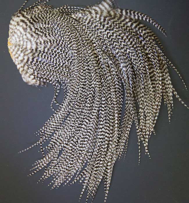 Indian Cock Neck