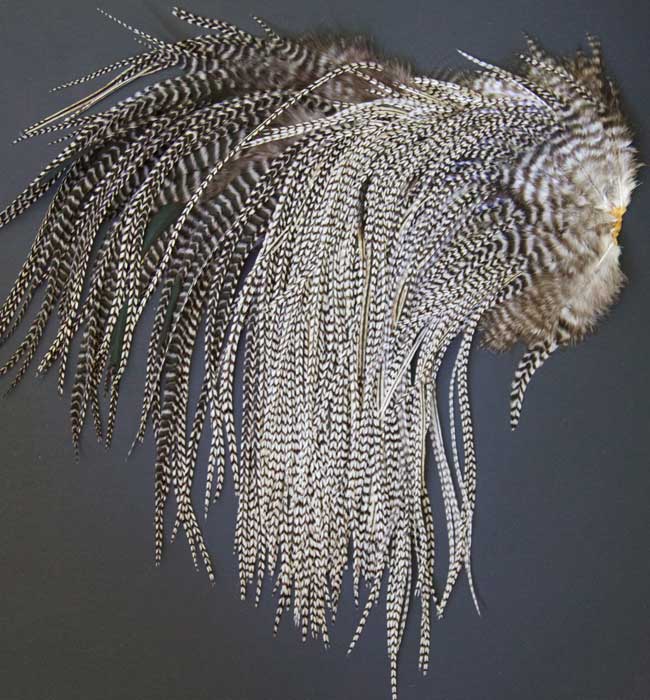 Indian Cock Neck