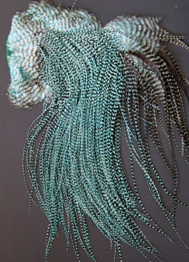 Indian Cock Neck