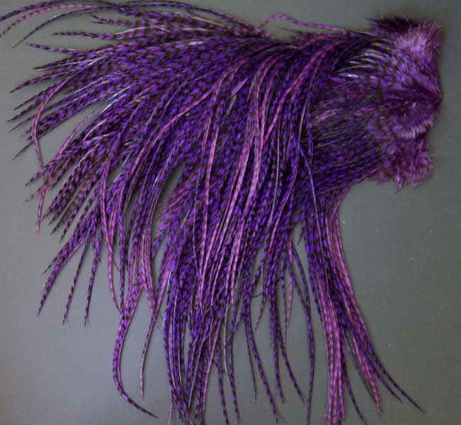 Indian Cock Neck