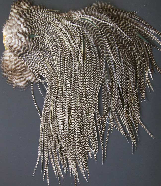 Indian Cock Neck