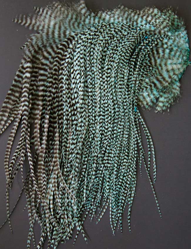 Indian Cock Neck