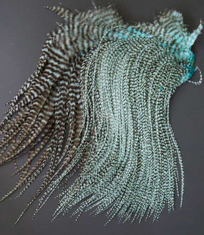 Indian Cock Neck