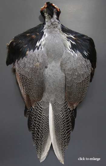 Lineated Kalij Crawfurd's & Lineated Kalij Feathers | Atlantic Salmon Fly Tying ...