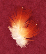 satyr tragopan feathers